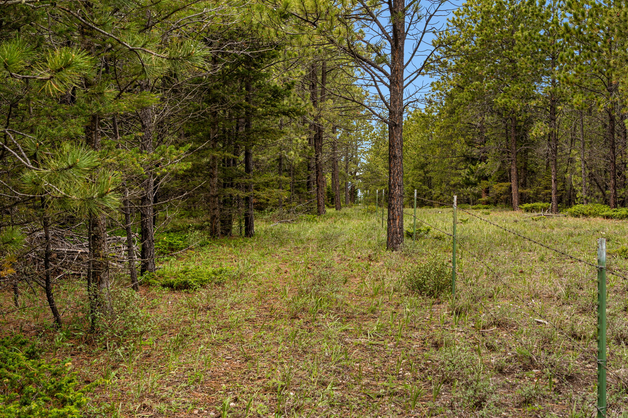 125 Golden Bear Lane