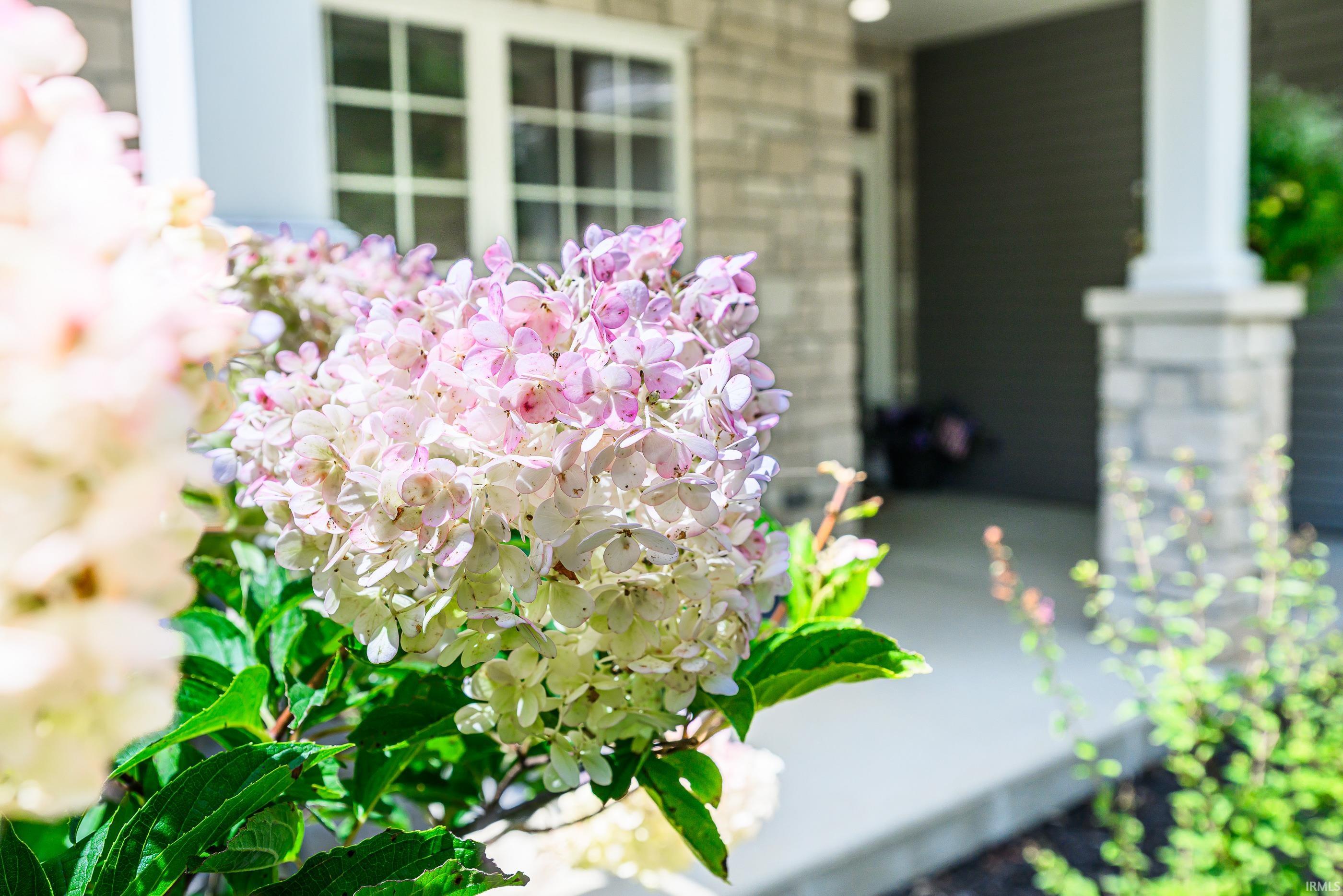Pink and white hydrangeas frame a brick home's covered porch and white columns.