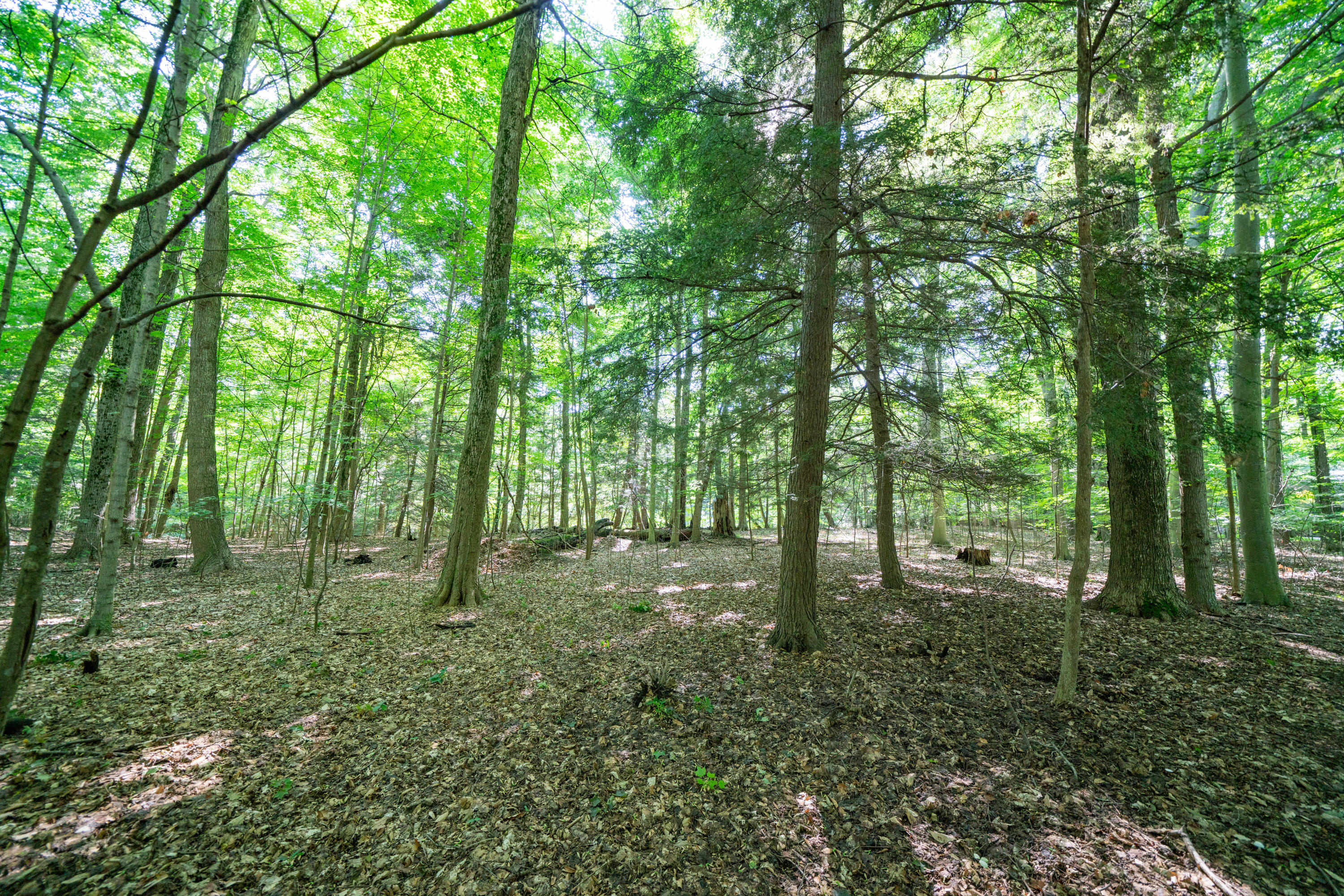 VL Sassafras Drive, Lot 28