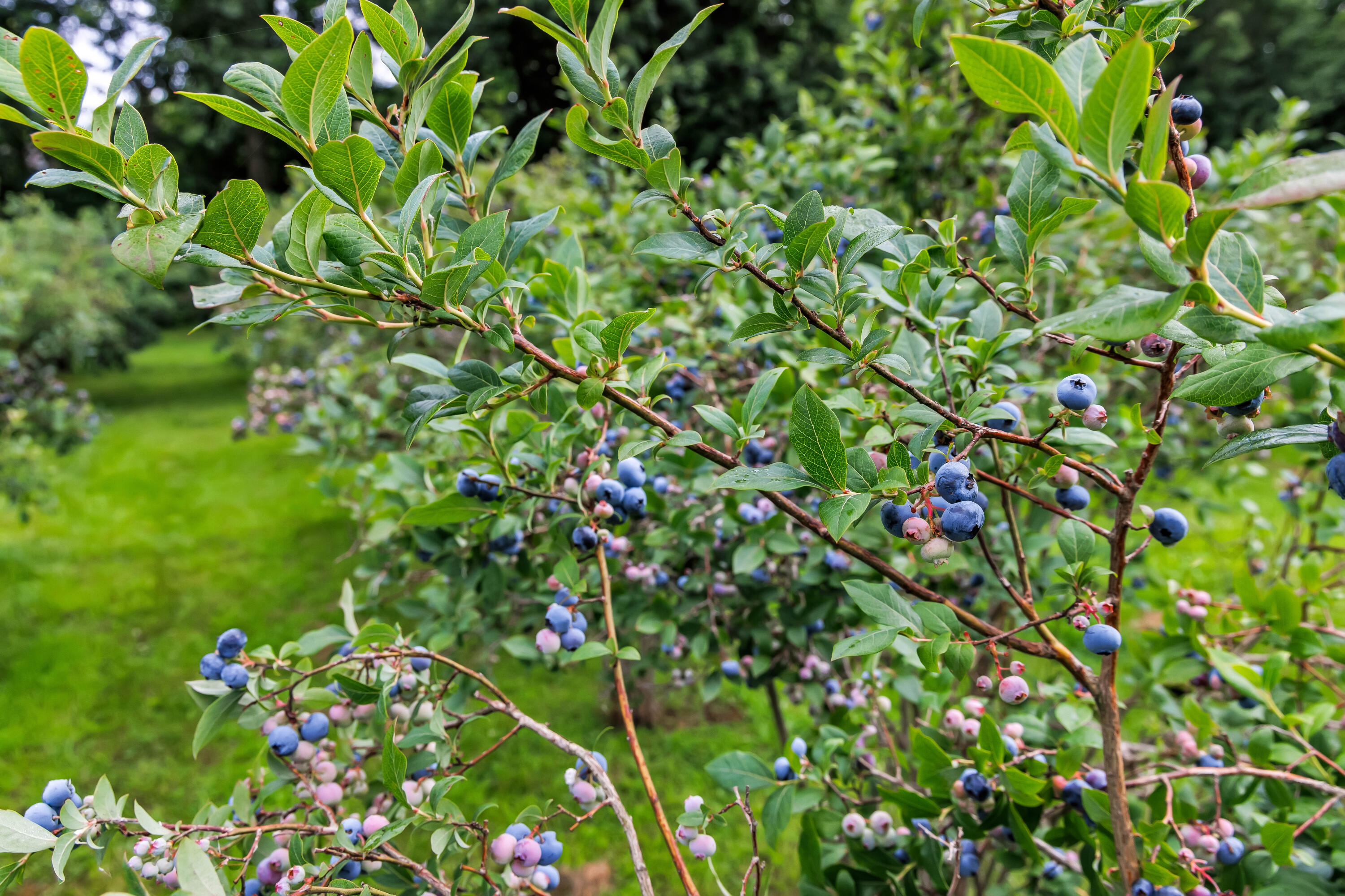 VL Highfield Beach Drive, 43