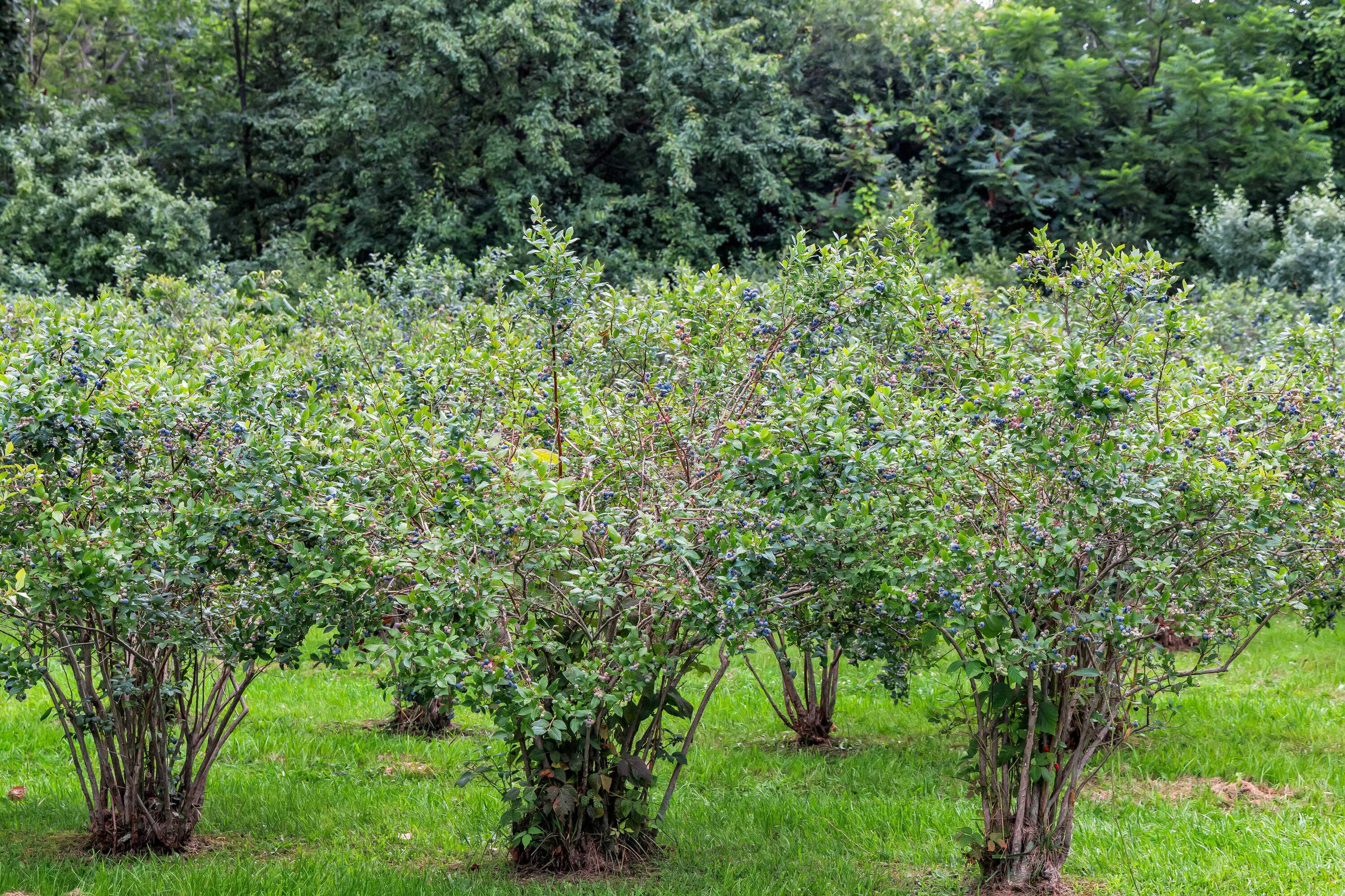 VL Highfield Beach Drive, 43