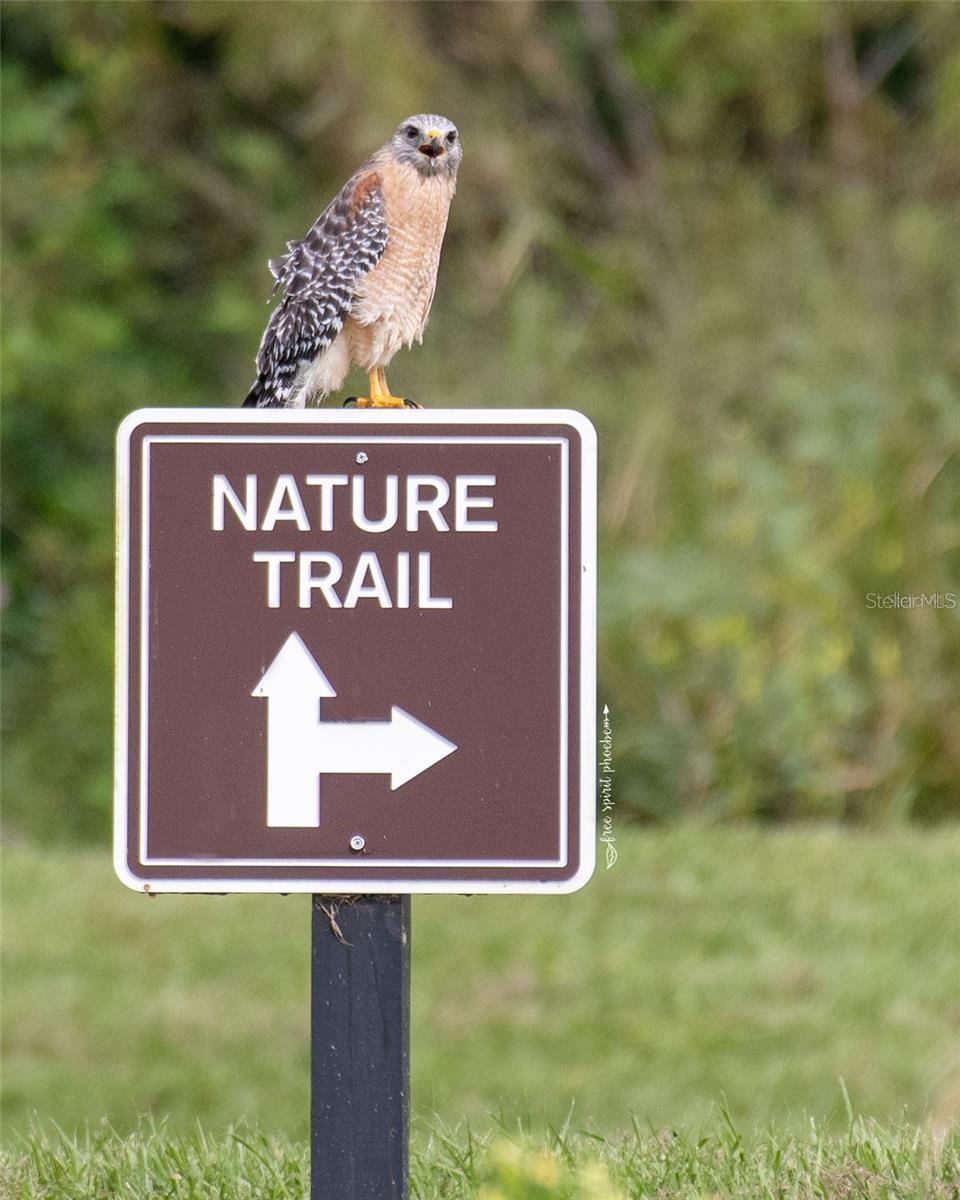 15783 TANGERINE DREAM CT