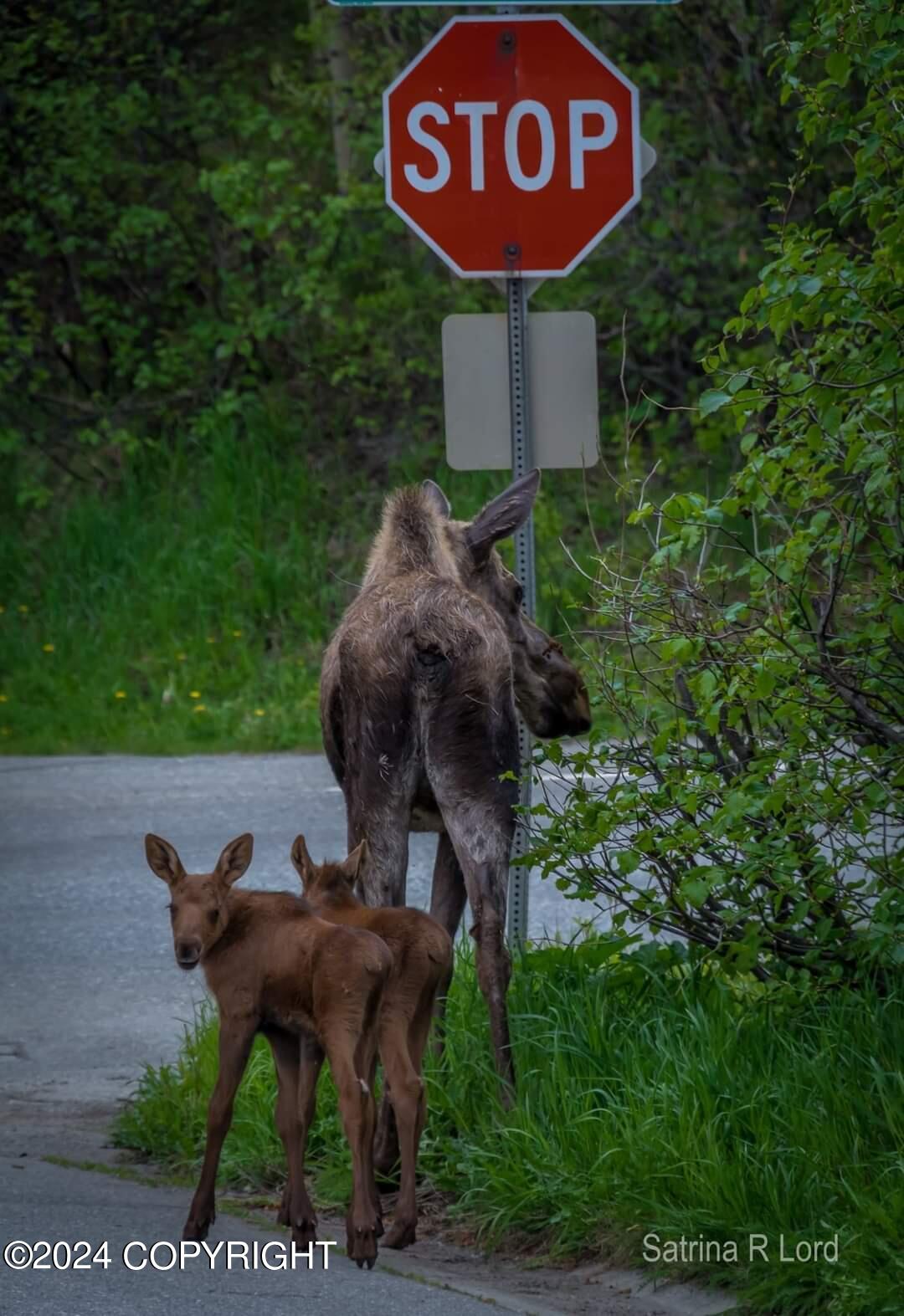 18620 Harlequin Place