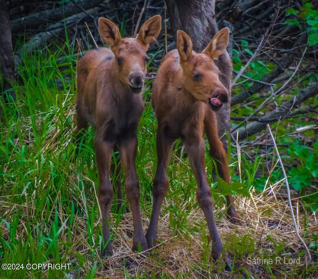 18620 Harlequin Place