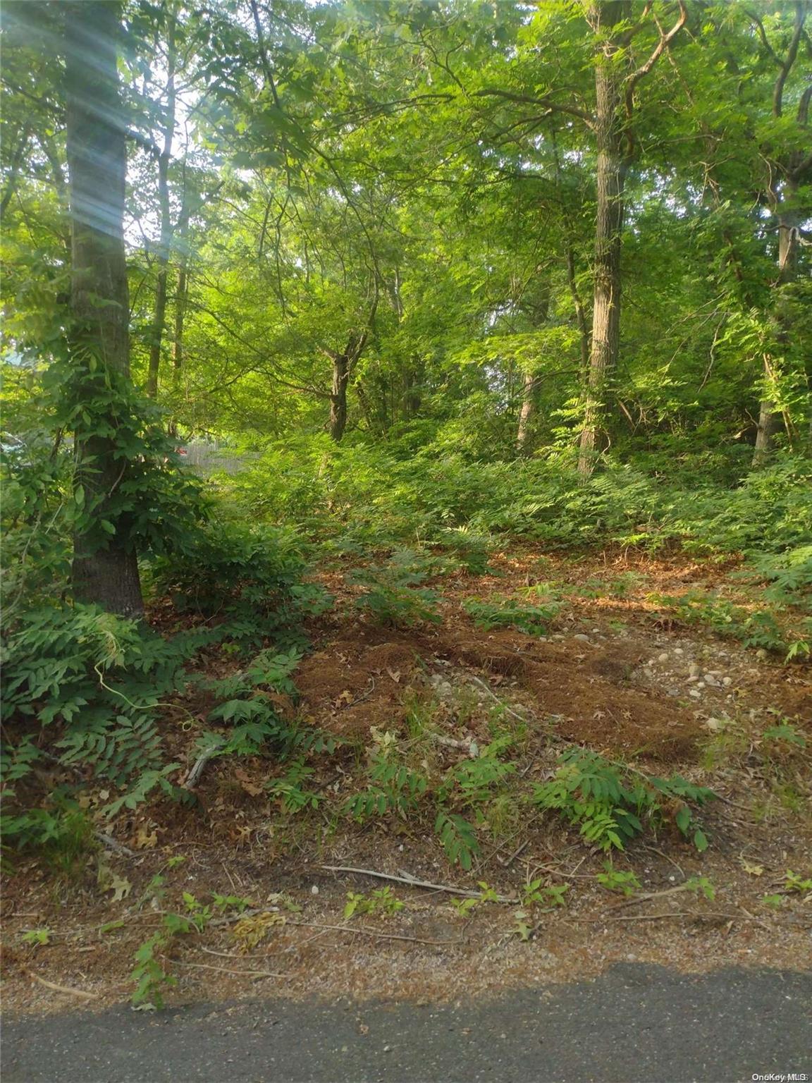 Cedar Lane