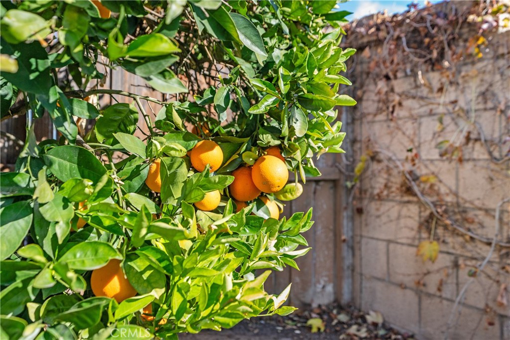 32679 Gabbiano Street