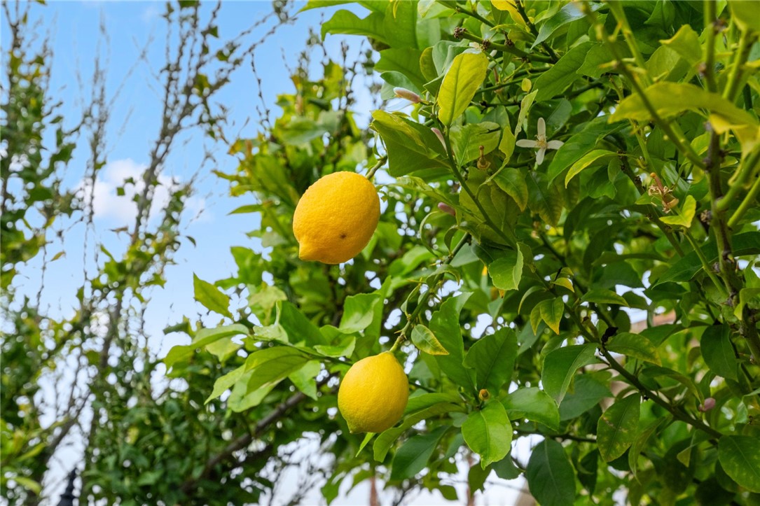 23376 Caliente Springs Avenue