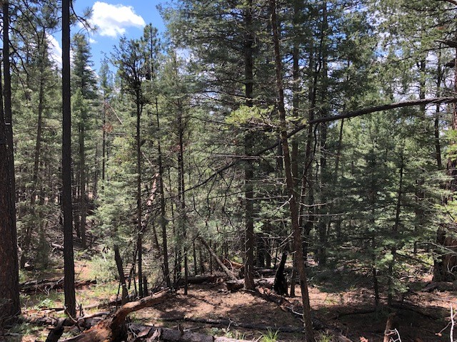 1 Acre Sawyer Mesa Road