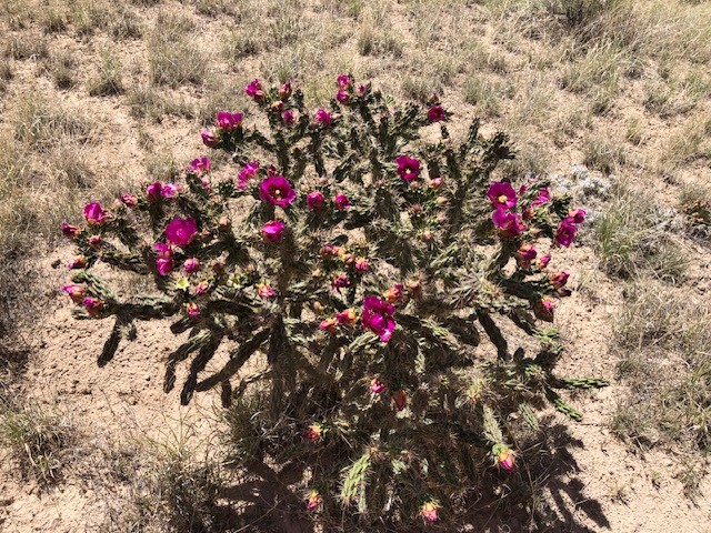 460 Camino Cerro Chato