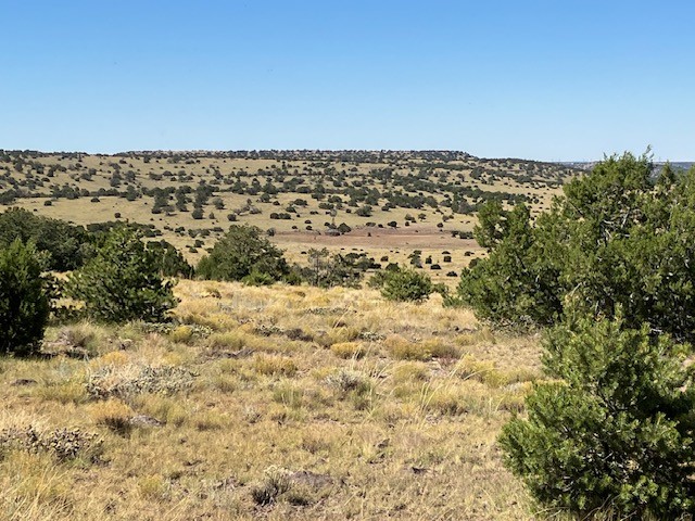 Lots 2&5 78.36 acres