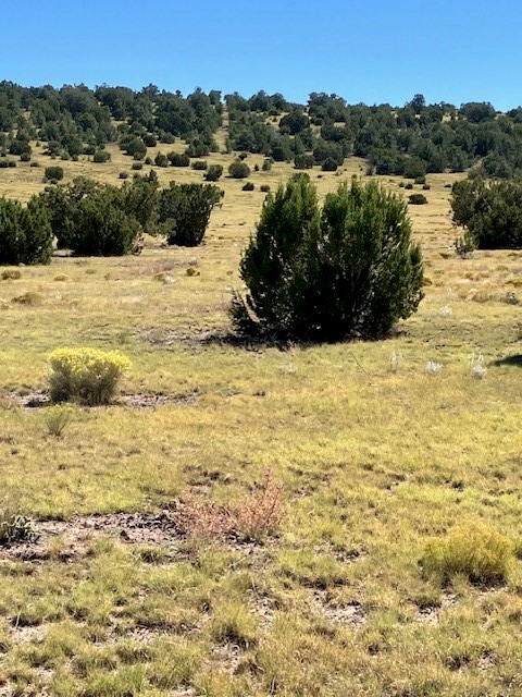 Lots 2&5 78.36 acres