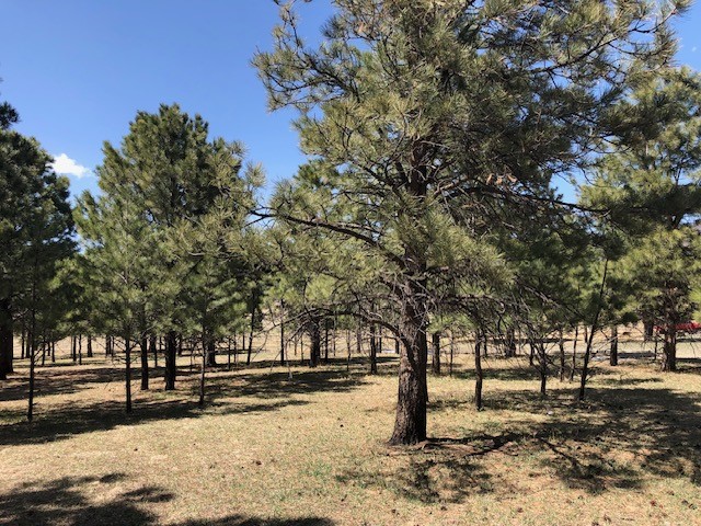 Lot 65 Patron Road