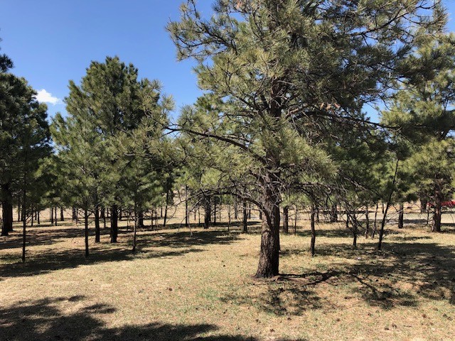 Lot 65 Patron Road