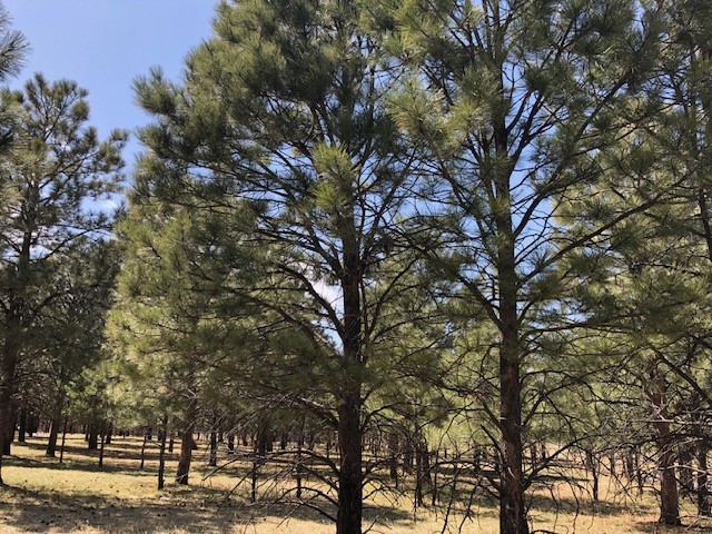 Lot 65 Patron Road
