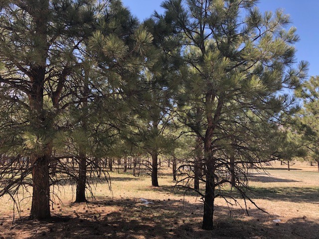 Lot 65 Patron Road