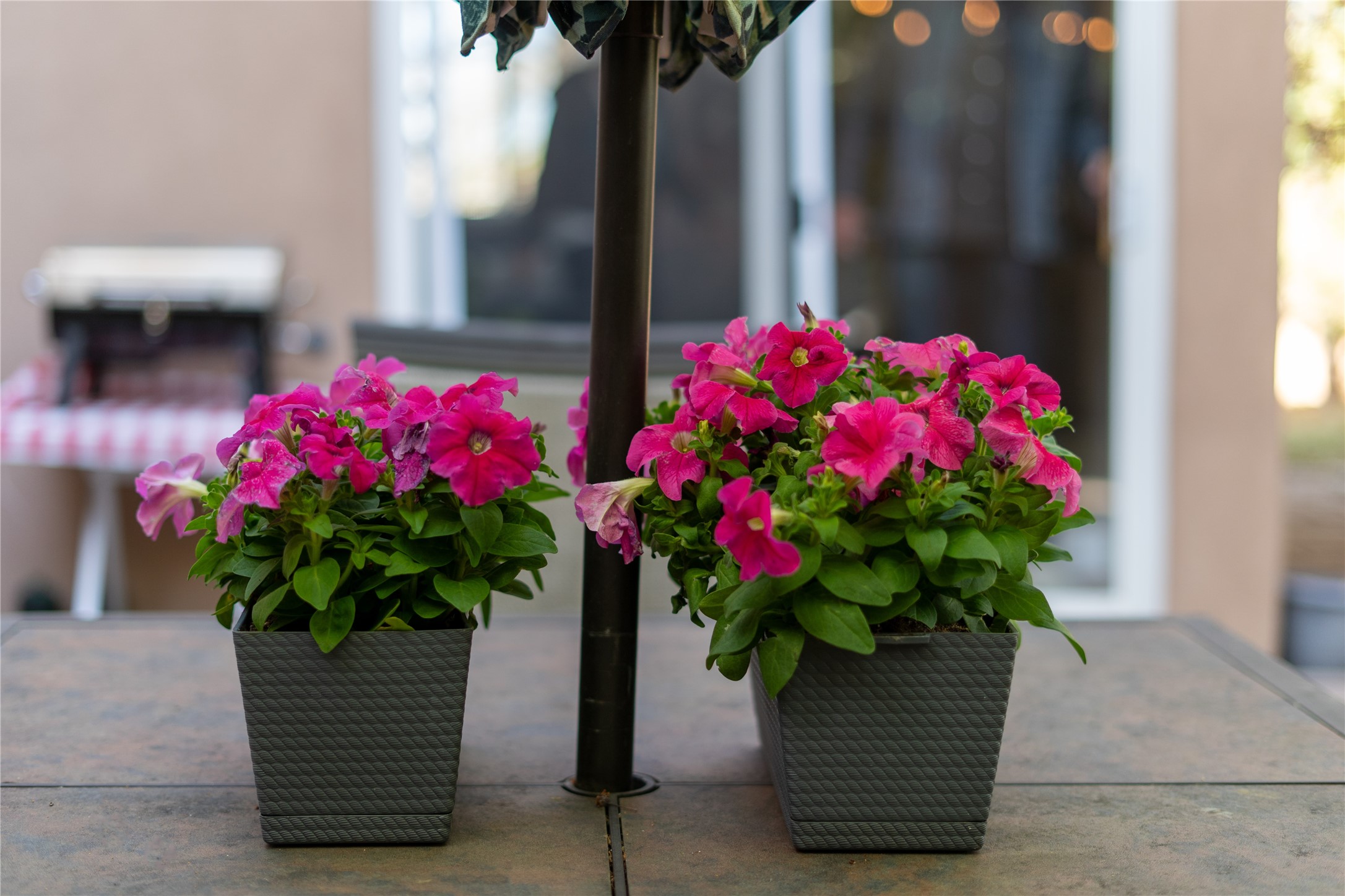 2702 Plazuela Serena