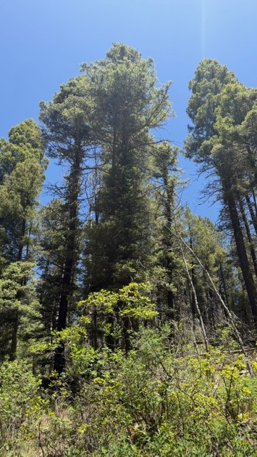 4.29 Acres Sawyer Mesa Road