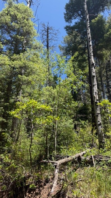 4.29 Acres Sawyer Mesa Road