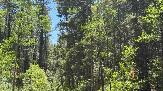 4.29 Acres Sawyer Mesa Road