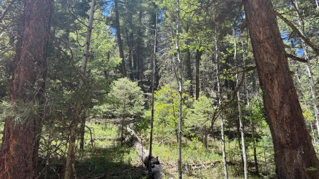 4.29 Acres Sawyer Mesa Road