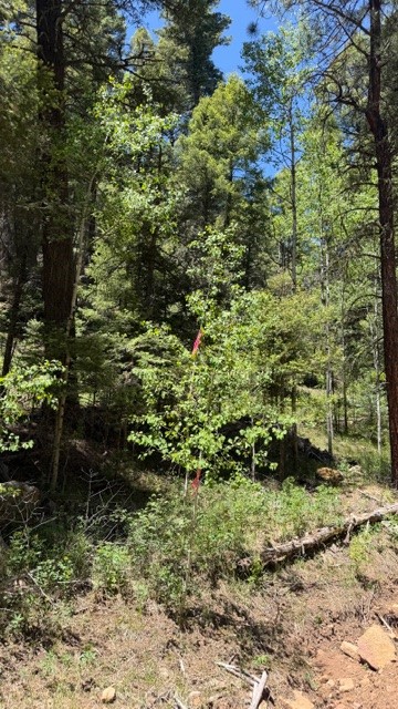 4.29 Acres Sawyer Mesa Road