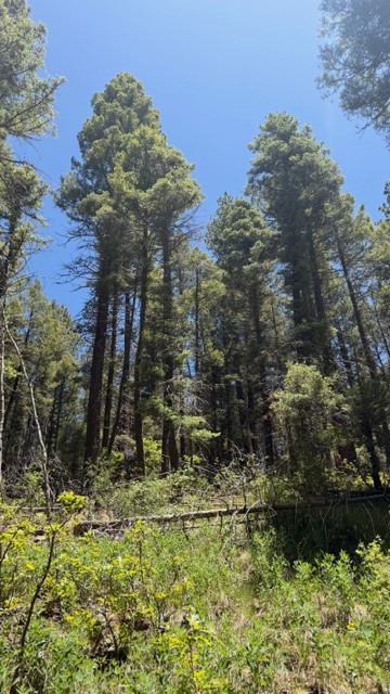 4.29 Acres Sawyer Mesa Road