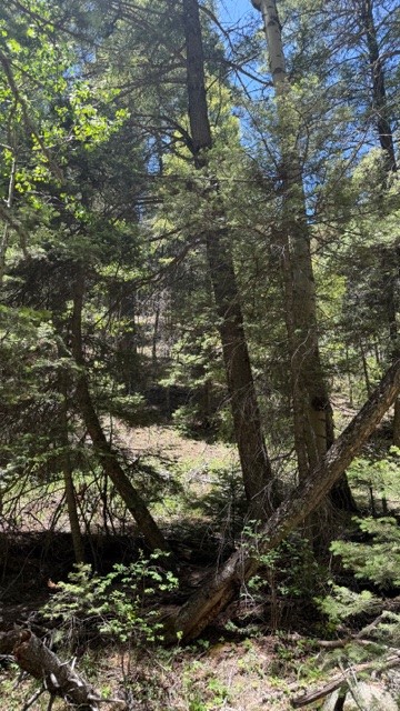 4.29 Acres Sawyer Mesa Road