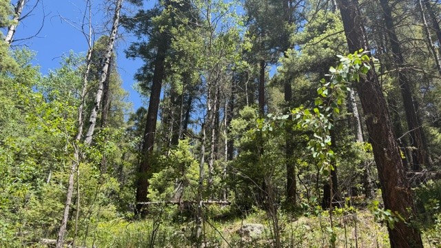 4.29 Acres Sawyer Mesa Road