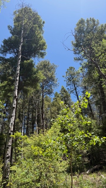 4.29 Acres Sawyer Mesa Road