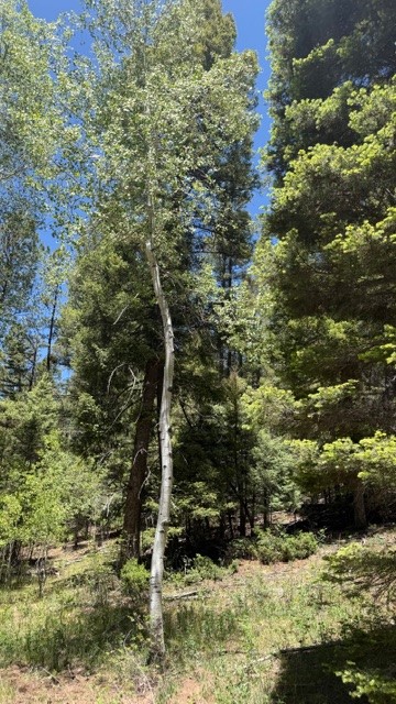 43.9 Acres Sawyer Mesa Road