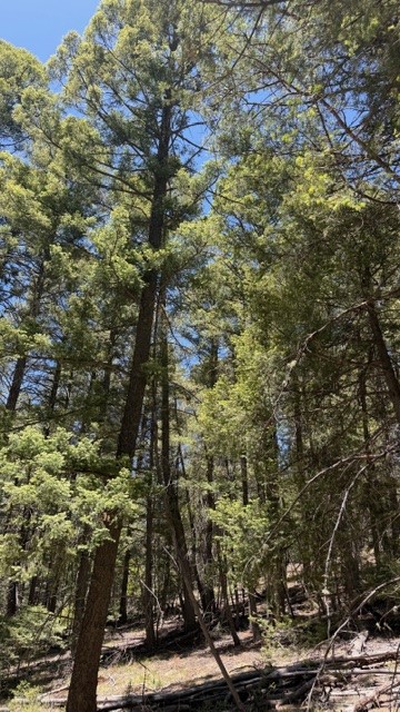 43.9 Acres Sawyer Mesa Road