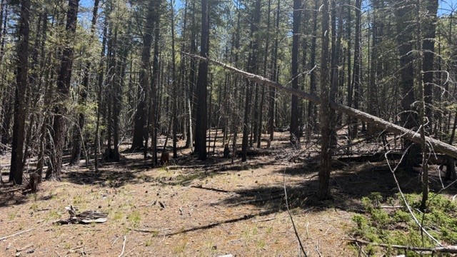 43.9 Acres Sawyer Mesa Road