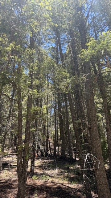 43.9 Acres Sawyer Mesa Road