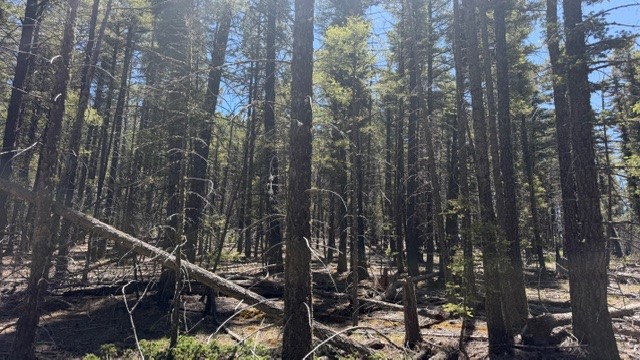 43.9 Acres Sawyer Mesa Road