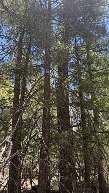 43.9 Acres Sawyer Mesa Road