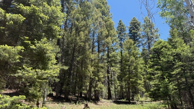 43.9 Acres Sawyer Mesa Road