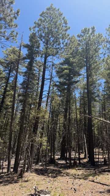 43.9 Acres Sawyer Mesa Road