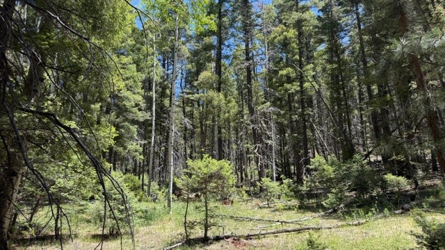 43.9 Acres Sawyer Mesa Road