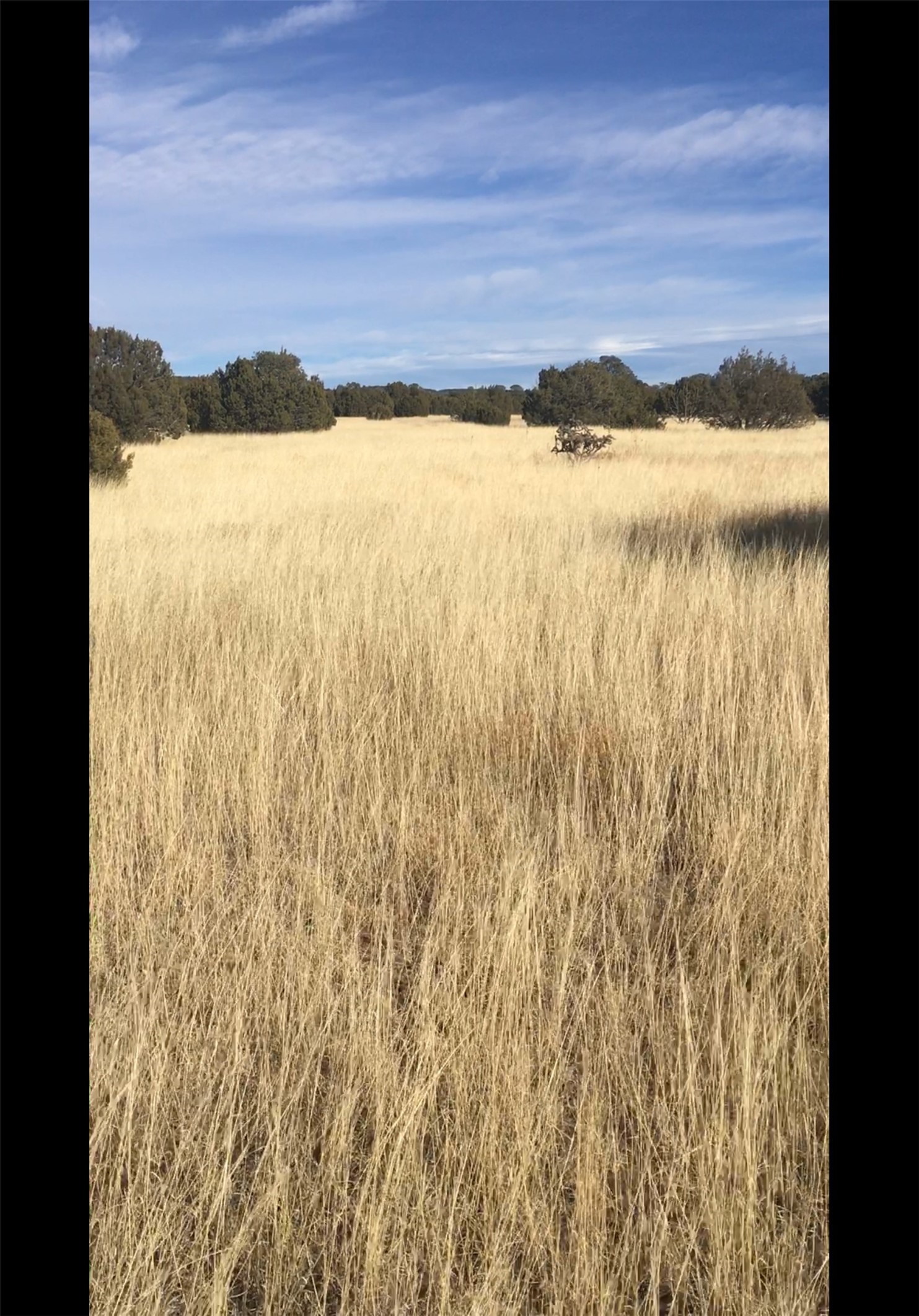 16.03 acres County Road B55