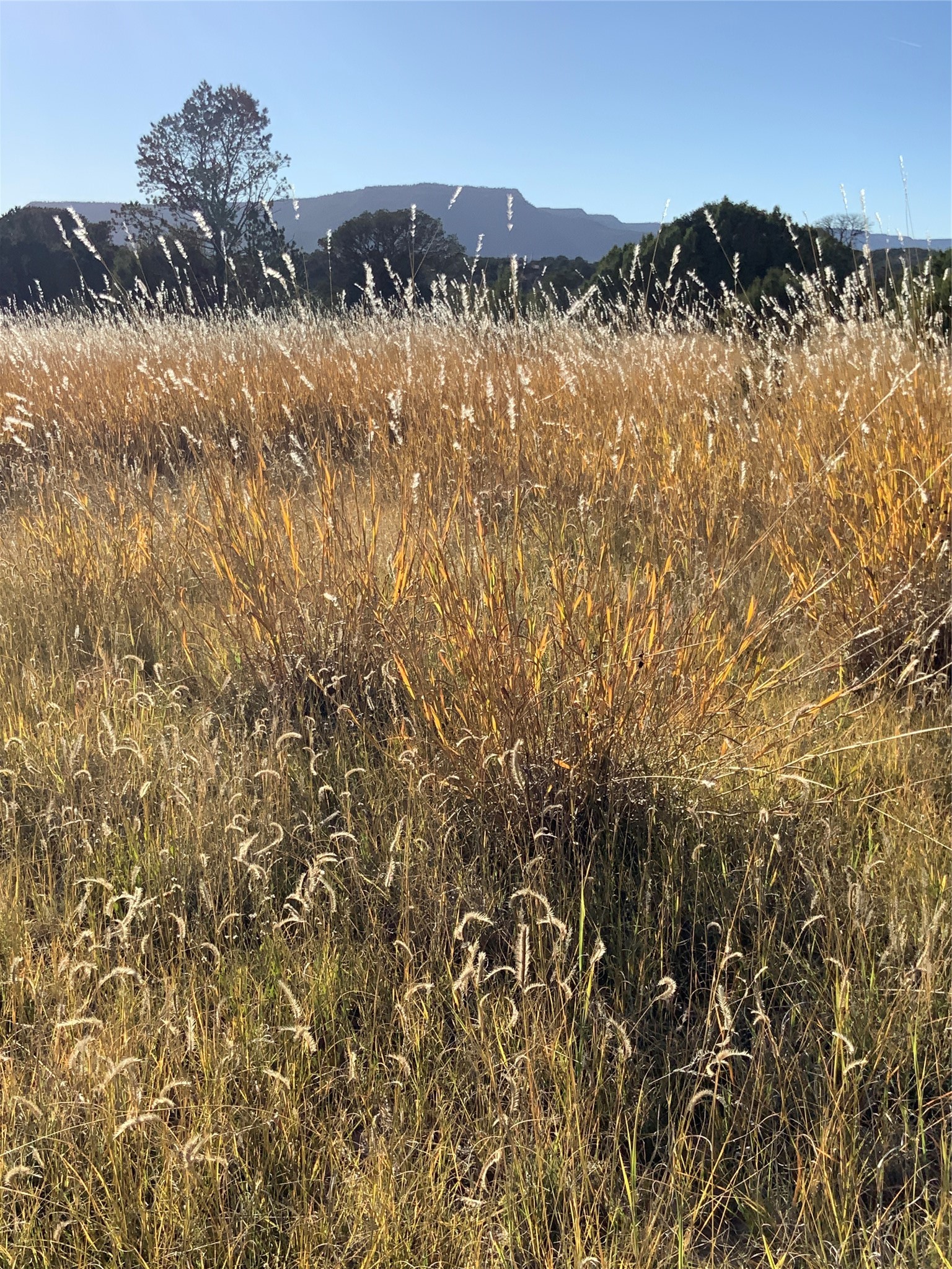 16.03 acres County Road B55
