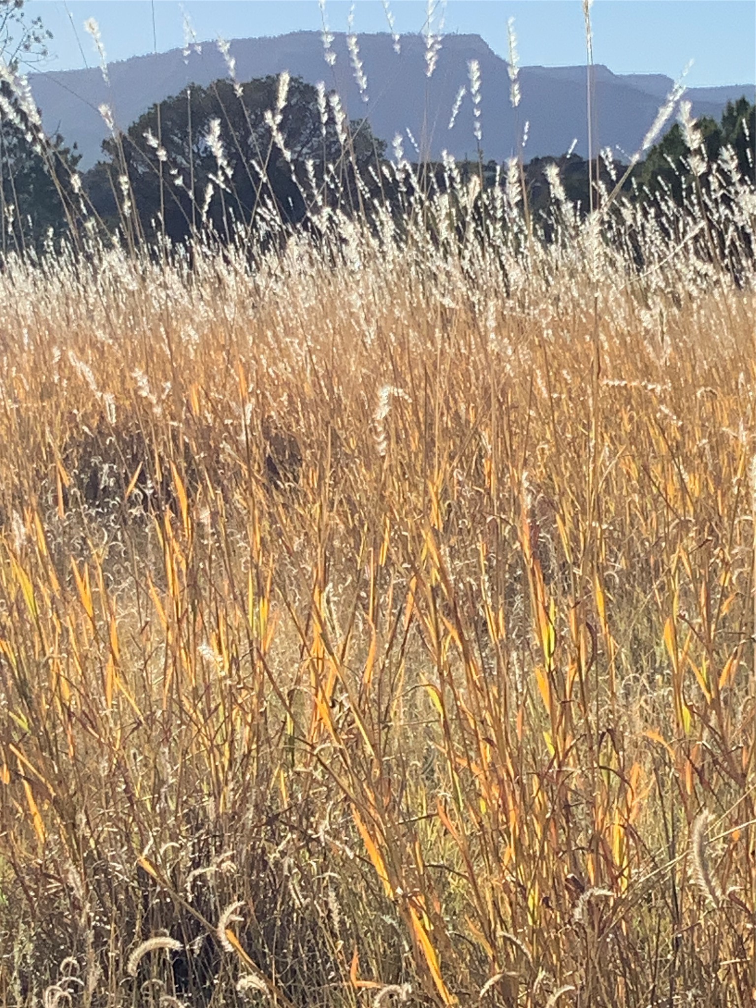 16.03 acres County Road B55