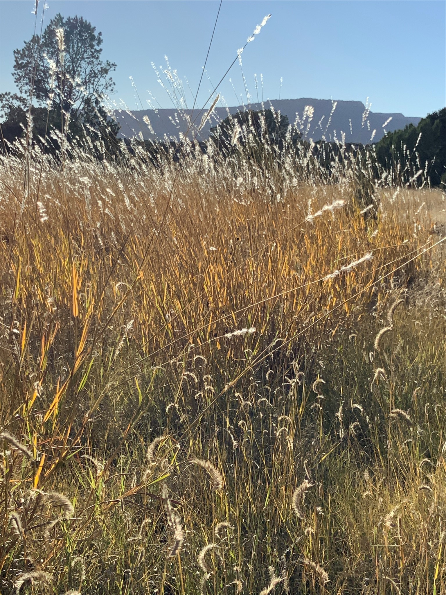 16.03 acres County Road B55