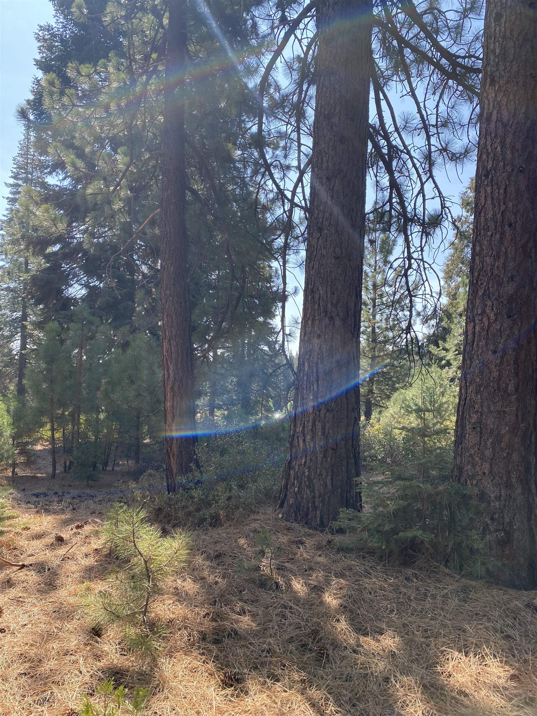 177 Ponderosa Pine Lane