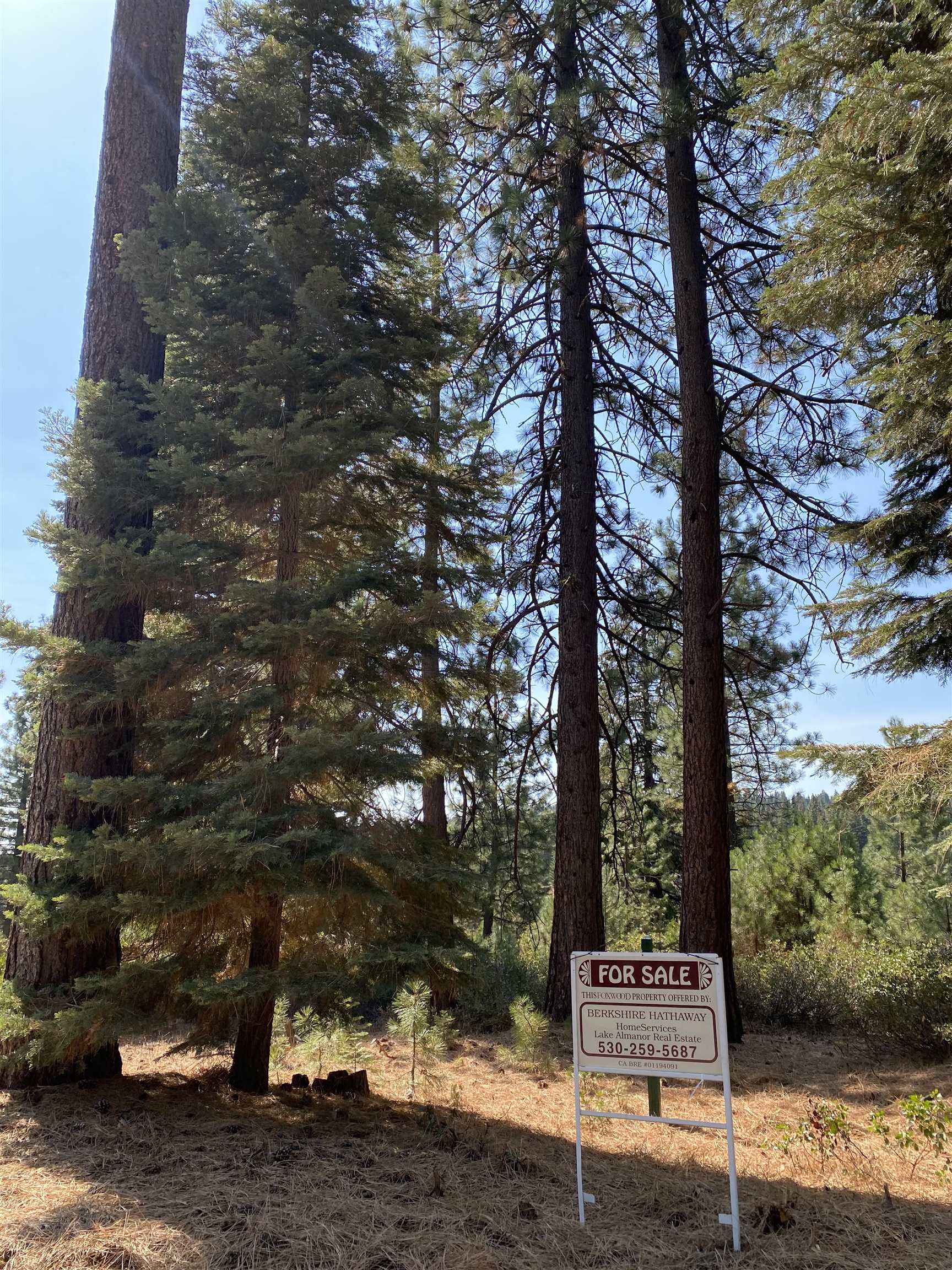 177 Ponderosa Pine Lane