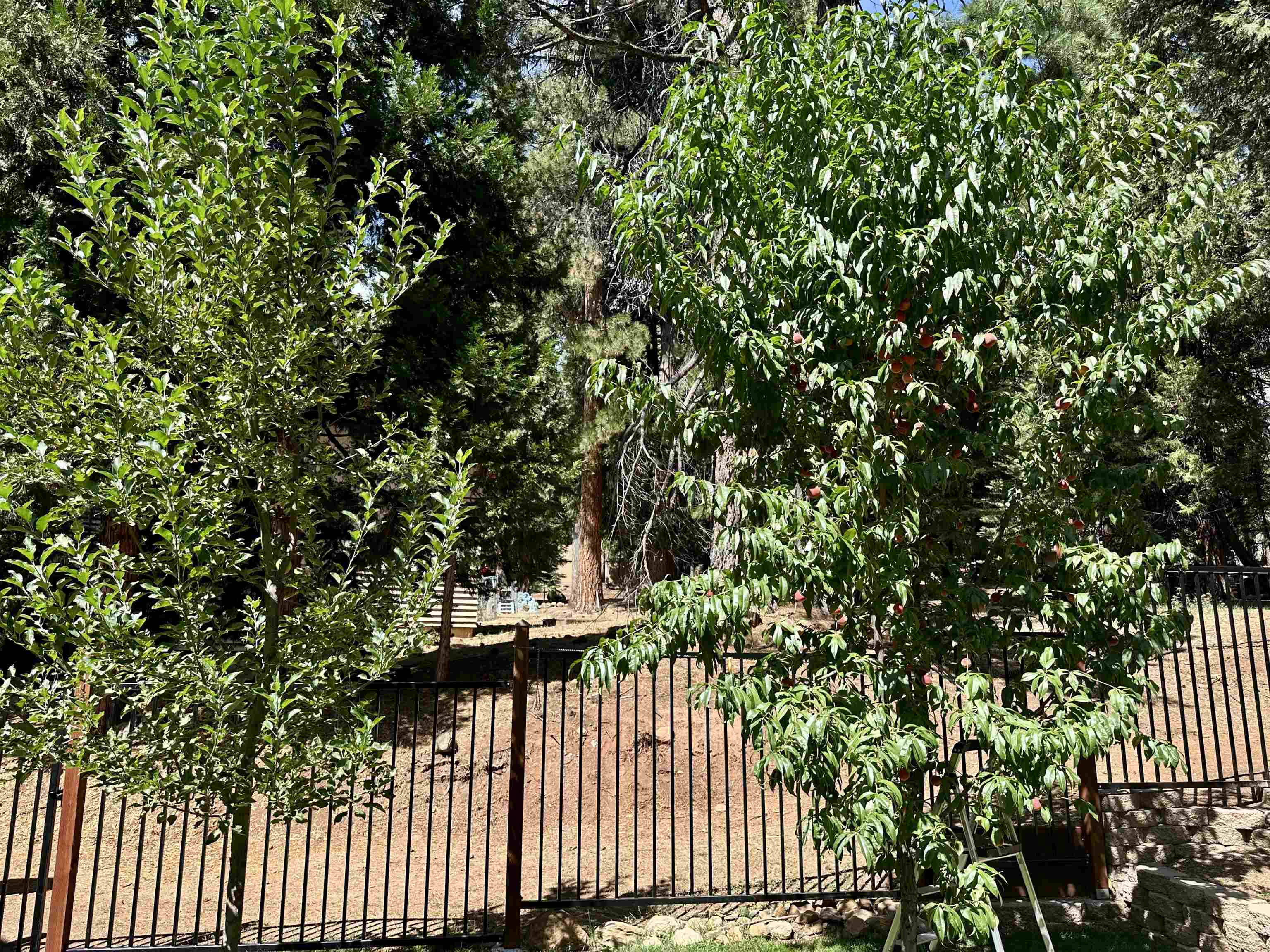 642 W Burnt Cedar Road