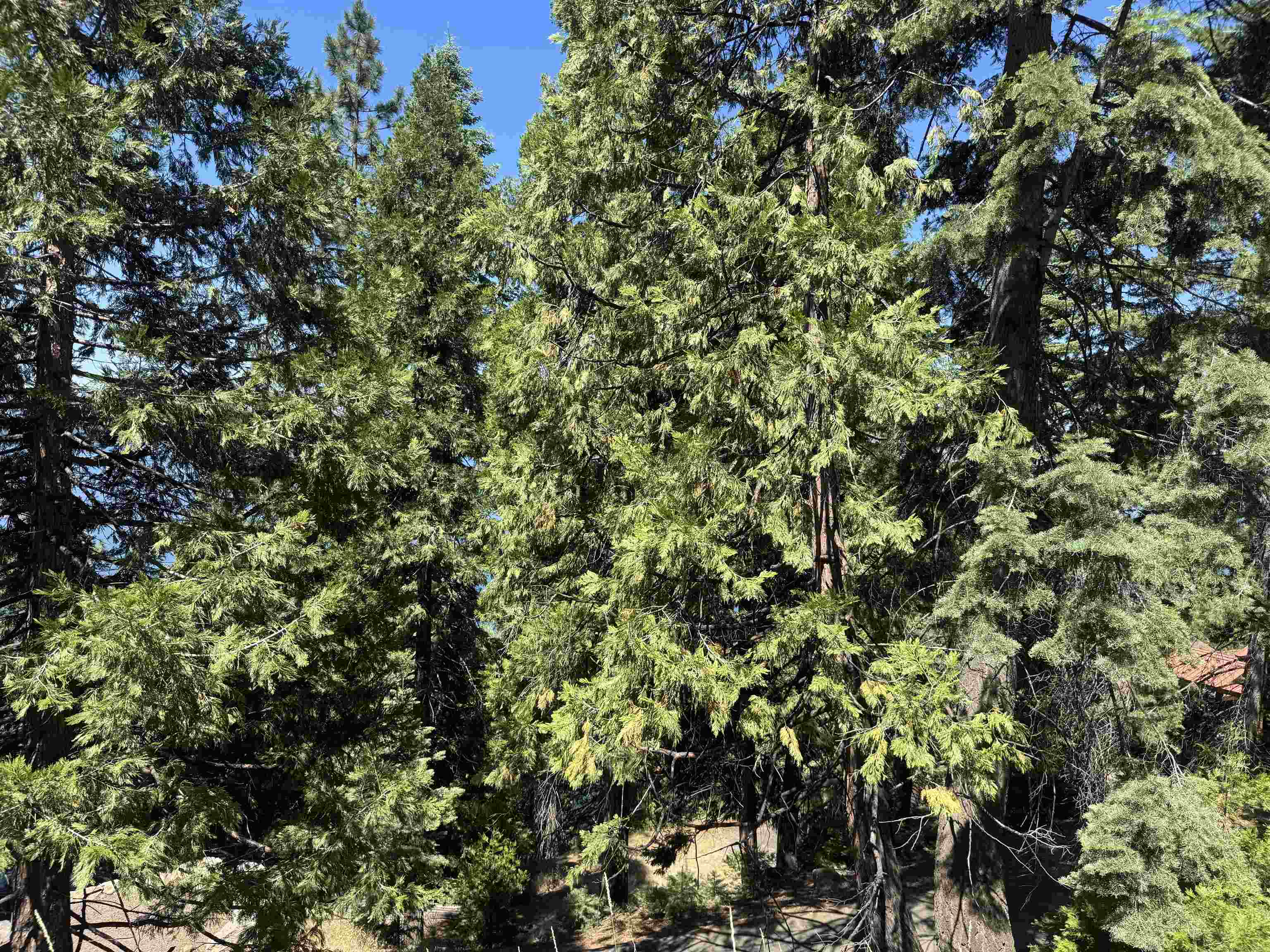 739 Lassen View Drive