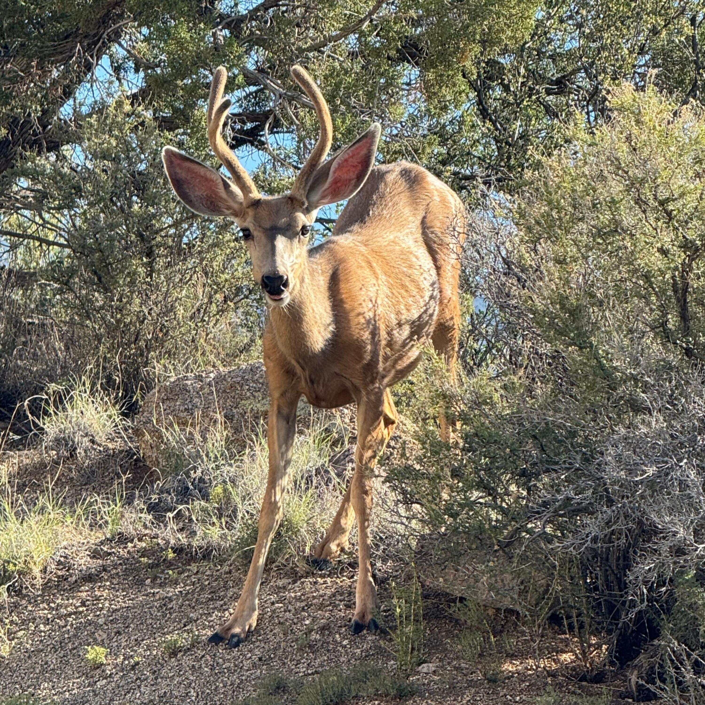 3150 Coyote Trail