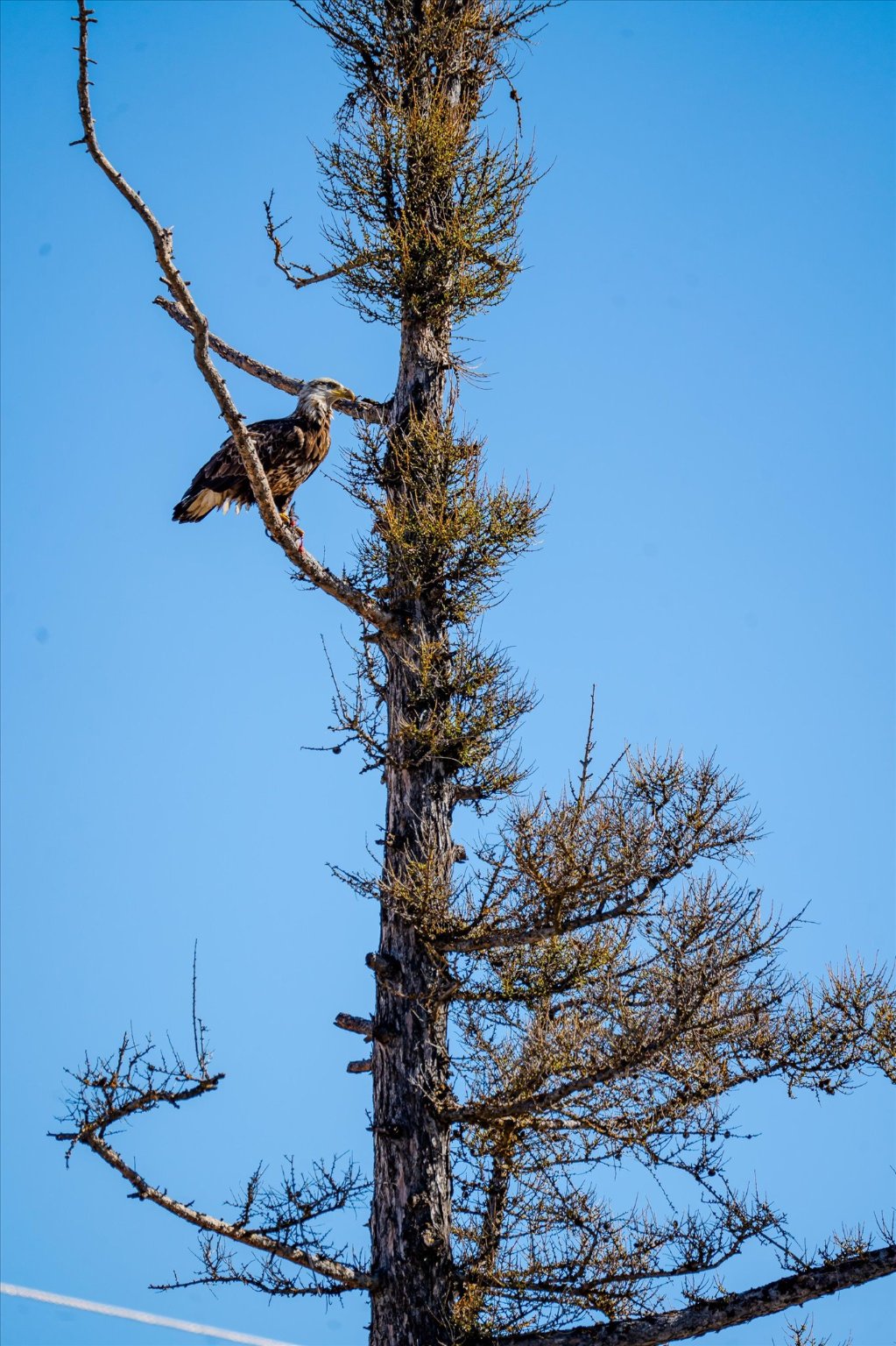 2910 Smith Lake Road