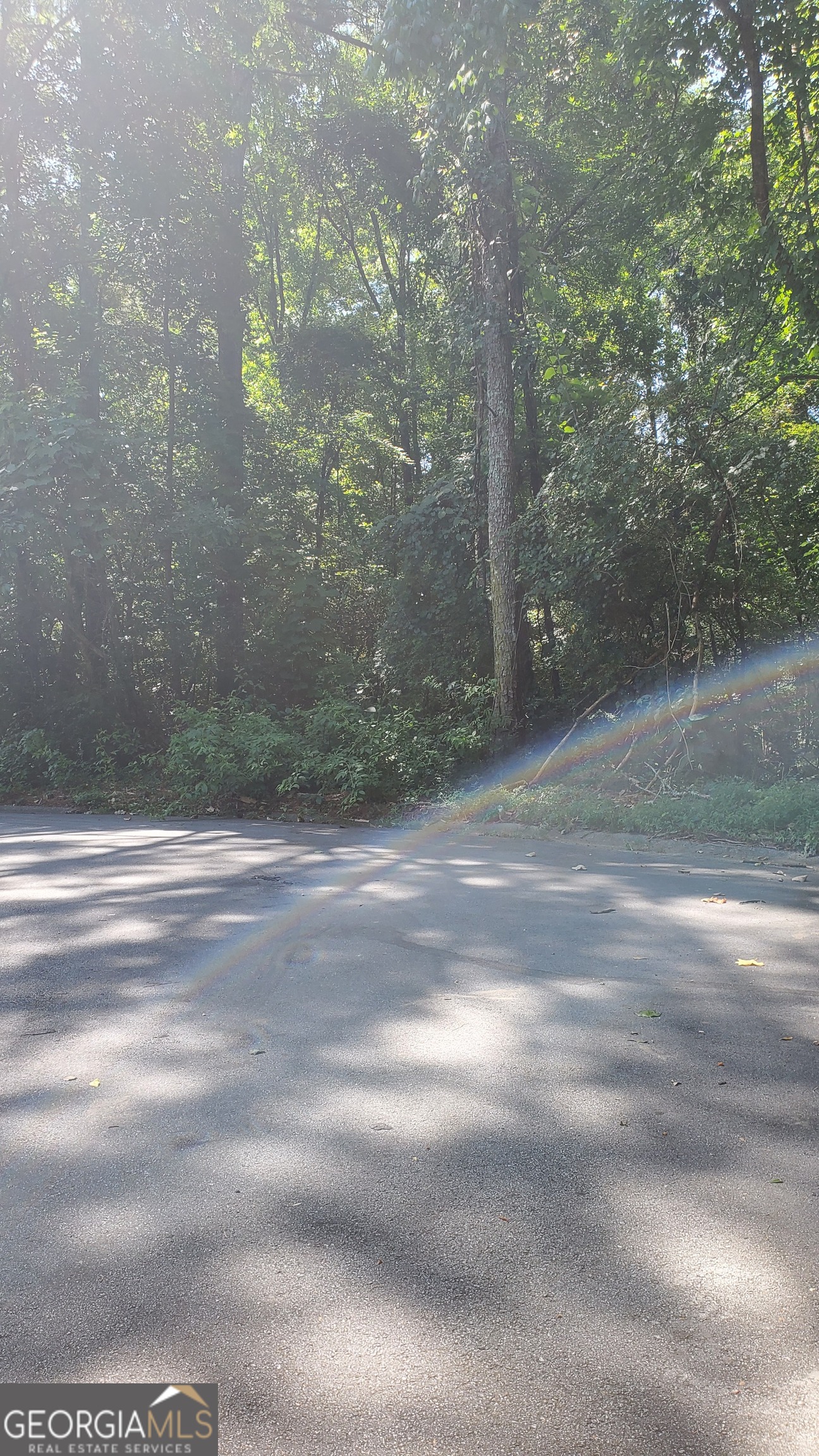 Wooded property beside a paved road, with sunlight filtering through the trees.