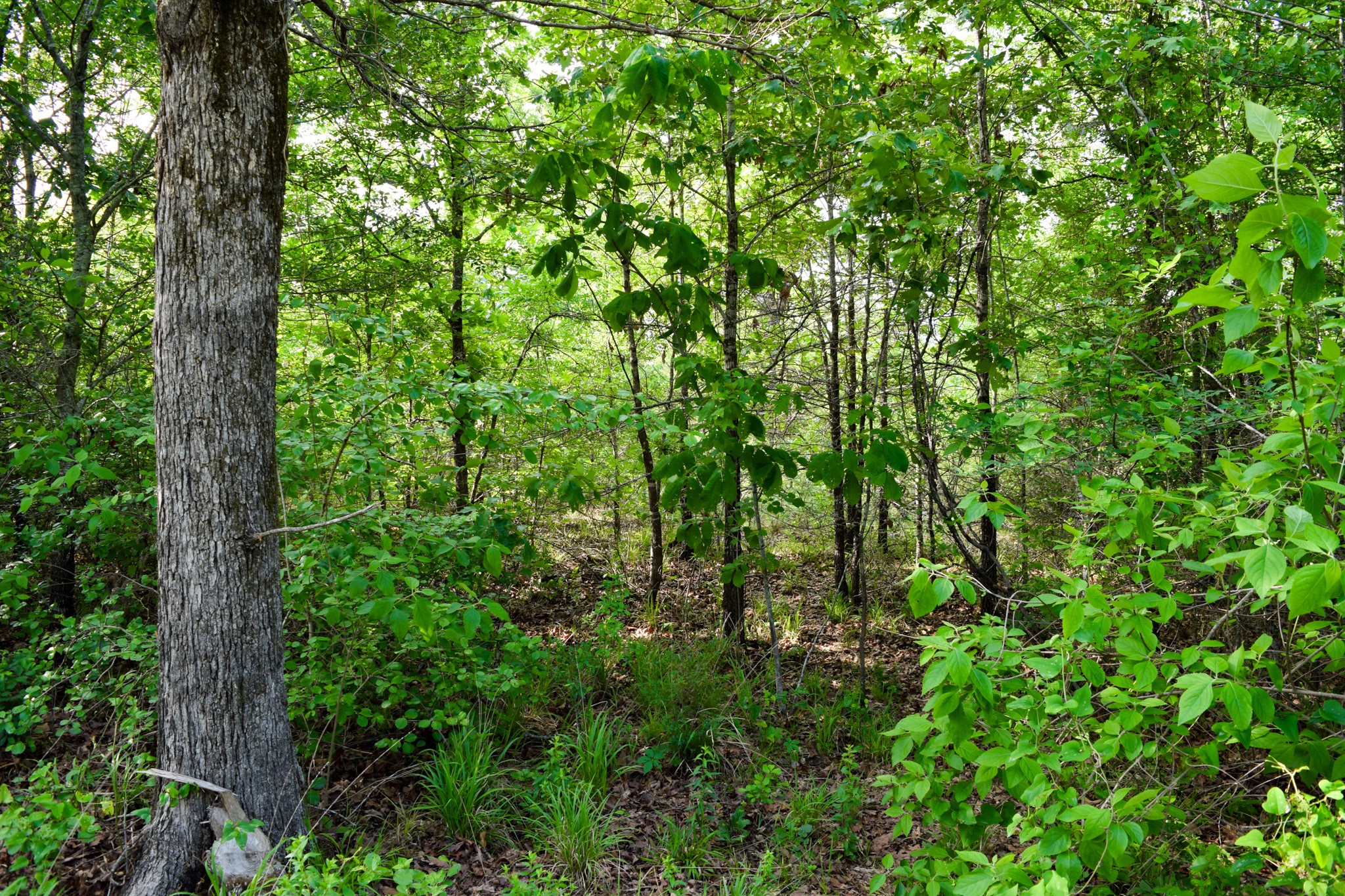 TBD VZ County Road 1507 Road
